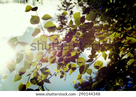 The feel of the coming summer. Image taken through birch leaves against the sun. Image has a strong vintage effect to create artistic flavor.