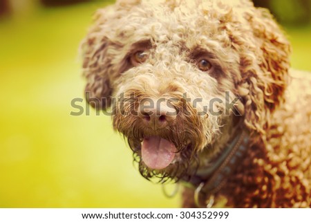A curly and brown haired dog portrait. The dog breed is Lagotto romagnolo which is also known as Italian waterdog. Image has a vintage effect applied.