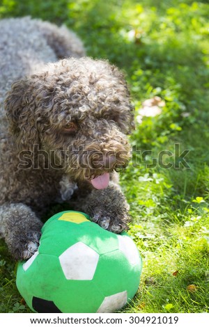 A truffle dog laying in the park with a football and waiting for someone to play. The breed is lagotto romagnolo also known as Italian waterdog.