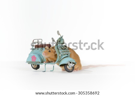 A fat domestic mouse is riding a small scooter. Image taken in a studio with a blue metal scooter.