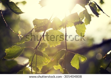 The image is about to tell about the becoming summer. Image taken through birch leaves against the sun. Image has a strong vintage effect to create artistic flavor.