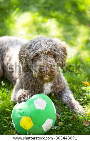 A dog is waiting for someone to play with football in the park. Image taken outdoor on a sunny day. The dog breed is lagotto romagnolo also known as Italian waterdog or the truffle dog.