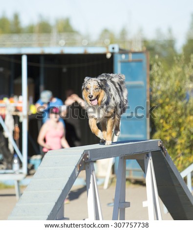 Dog agility in action. Image taken on a summer evening on a sandy track. The dog breed is  shetland sheepdog.