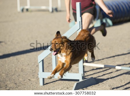Dog agility in action. Image taken on a summer evening on a sandy track. The dog breed is Nova Scotia duck tolling retriever also known as toller.