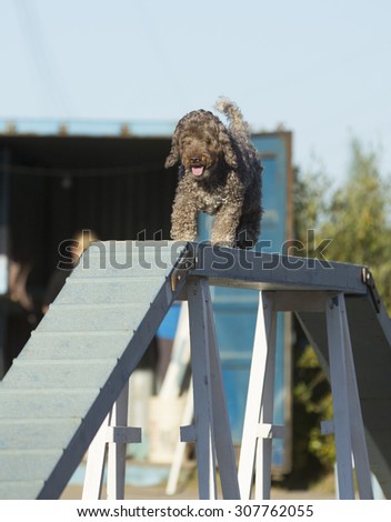 Dog agility in action on a sunny summer evening. Image taken on a sand track. The dog breed is a lagotto romagnolo also known as the truffle dog.