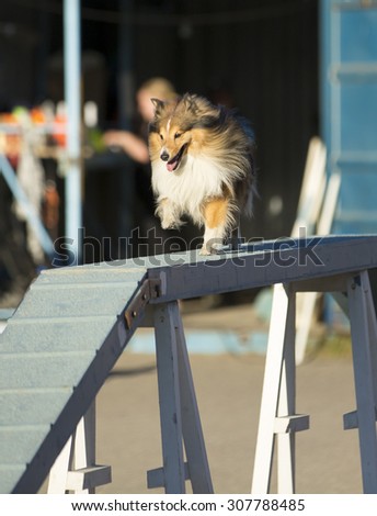 Dog agility in action on a summer evening on a sand track. The dog breed is shetland sheepdog.