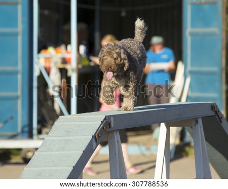 Dog agility in action on a summer evening on a sand track. The dog breed is lagotto romagnolo also known the truffle dog.