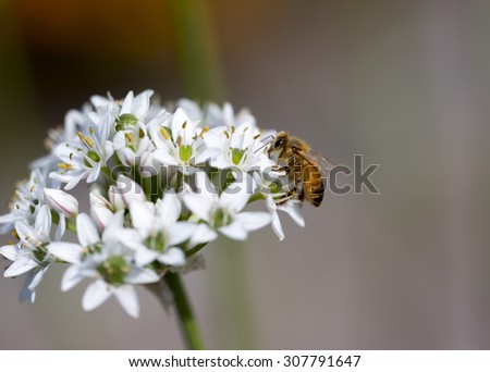 A work in progress. An image of a bee working on a flower on a sunny day in the park.