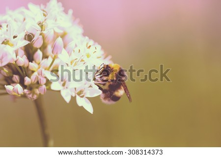 A work in progress. An image of a bee working on a flower on a sunny day in the park. Image has a vintage effect applied.