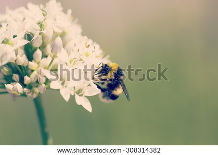 A work in progress. An image of a bee working on a flower on a sunny day in the park. Image has a vintage effect applied.