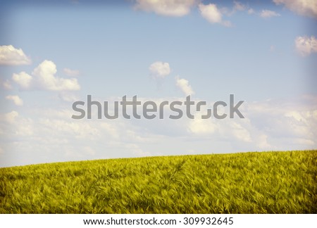 Crops in the field. Image of a wheat field during sunshine on a partly cloudy day. Image has a vintage effect applied.