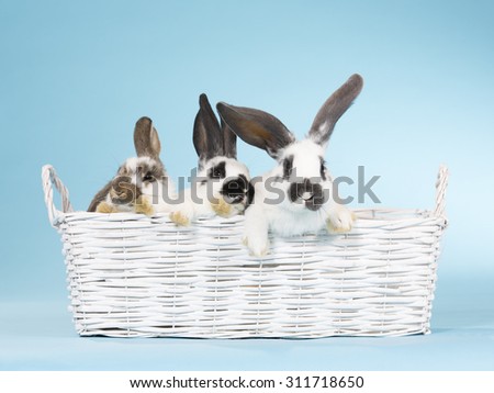 Bunnies in a basket. Image taken indoor with a light blue background.