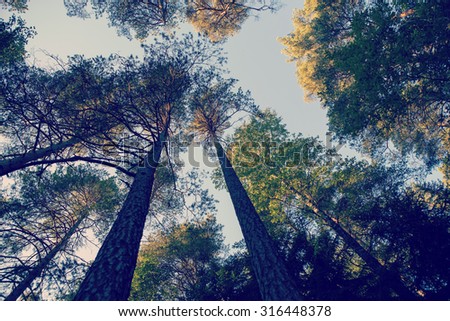Aim high. An image of a pine forest taken from low point of view. Image gives a good example of tall trees from a different perspective. Image has a vintage effect.