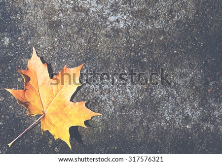 An image of a lonely maple leaf with autumn colors on it. The focus point is on the leaf on the left hand corner. There is a lot of room for text if used as background. Image has a vintage effect.