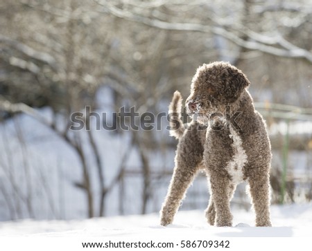 Similar – Image, Stock Photo Domestic Christmas Composing