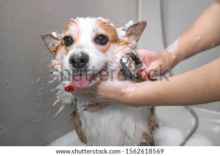 Similar – Image, Stock Photo Woman washing purebred puppy in bathroom