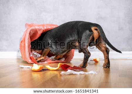 Similar – Image, Stock Photo The trash can Small Town