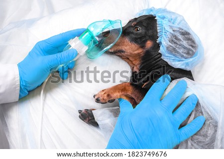 Veterinarian in sterile gloves puts anesthesia oxygen mask on face of dachshund for operation. Dog wearing disposable surgical cap and medical gown prepares for procedure in hospital Stock foto © 