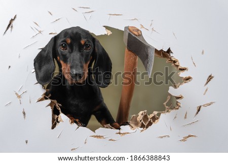 Similar – Image, Stock Photo dachshund in a door , cuba