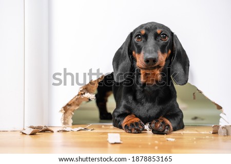 Similar – Image, Stock Photo dachshund in a door , cuba