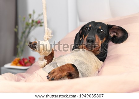 Similar – Image, Stock Photo Disabled dachshund in a wheelchair running outdoors