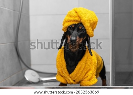 Image, Stock Photo dog with towel front view