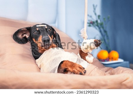 Similar – Image, Stock Photo Disabled dachshund in a wheelchair running outdoors