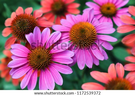 Similar – Image, Stock Photo Echinacea purpurea, yellow variety, inflorescence