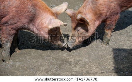 Pigs touch noses in mud