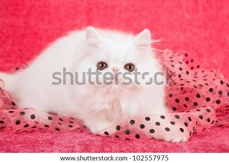 White Persian kitten with black polka dot pink ribbon on cerise pink background