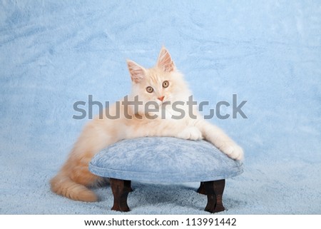Red shaded silver Maine Coon kitten  with blue foot stool chair on blue background