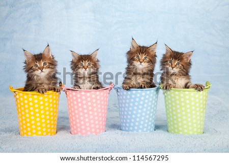 Maine Coon kittens sitting inside polka dot pastel pails buckets on blue background