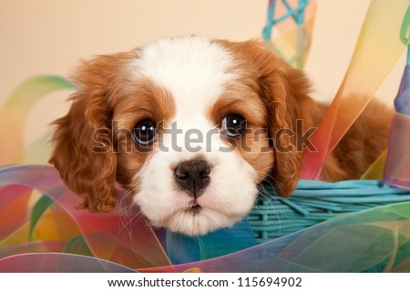 Cavalier puppy sitting inside blue basket with tie-dye pattern ribbon on beige background