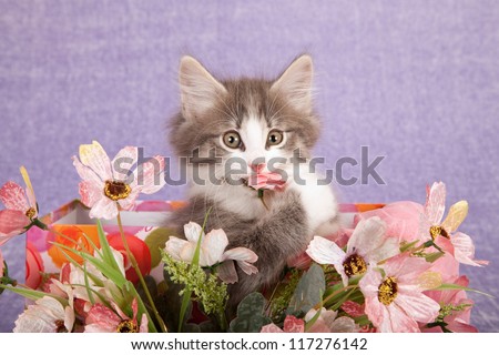 Norwegian Forest Cat kitten eating biting faux fake flowers against lilac purple background