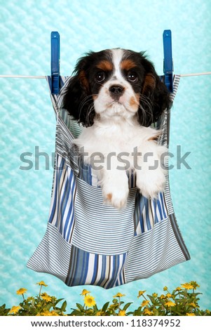Cavalier puppy sitting inside peg bag suspended on wire with flowers