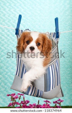 Cavalier puppy sitting inside peg bag suspended on wire with flowers