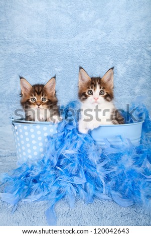 Maine Coon kittens sitting inside blue buckets with blue feather boa on blue background