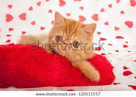 Exotic kitten on Valentine theme background with cushion faux fur rose topiary