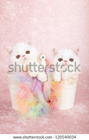 Exotic kittens sitting in double pail bucket container with multi colored feather boa on pink background