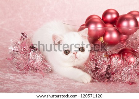 Exotic kitten with pink christmas decorations and tinsel on pink background
