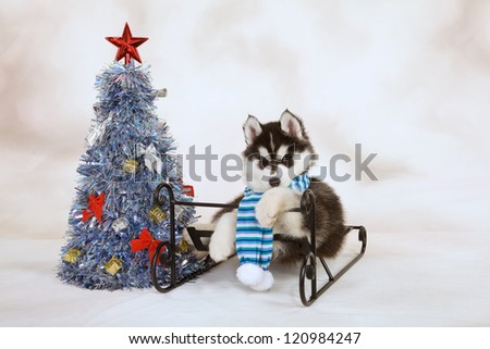 Siberian Husky puppy with sleigh sled and blue christmas tree on hand-painted vignette mottled background canvas