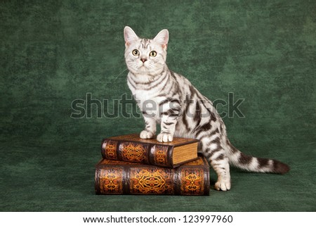 American Shorthair kitten standing on leather bound books on green background