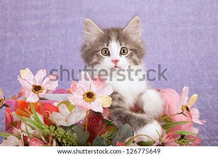Norwegian Forest Cat kitten sitting in box with flowers on purple background