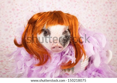 Mini pocket teacup piglet wearing red wig with feather boa sitting inside large cup