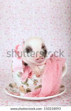 Mini pocket teacup piglet sitting inside large cup and saucer on pink floral background