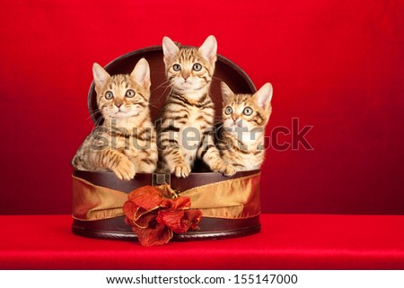 Brown spotted tabby Bengal kittens sitting in round box container on red background