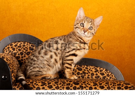 Brown spotted tabby Bengal kitten sitting on miniature leopard print chaise sofa chair couch on gold background