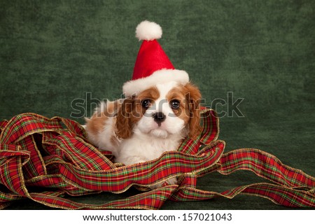 Cavalier King Charles Spaniel puppy with Santa hat and festive ribbon on green background