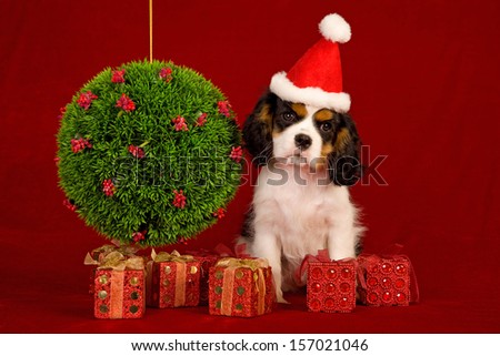 Cavalier King Charles Spaniel puppy with Santa hat and Christmas gifts on red background