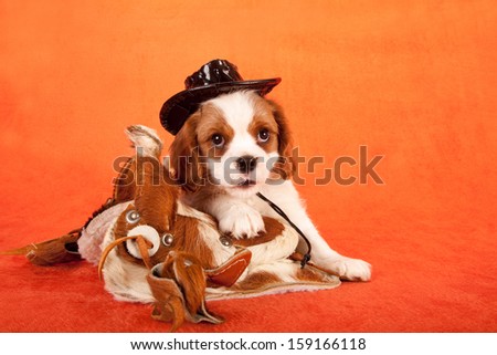 Cavalier king Charles spaniel puppy with miniature horse saddle and miniature leather cowboy hat on orange background